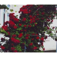 Роза Дебют Роза Дебют