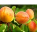 Абрикос Амур
