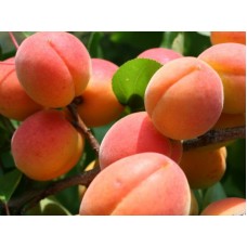 Абрикос Сын Краснощёкого