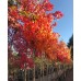 Клен красный october glory