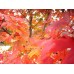 Клен красный october glory