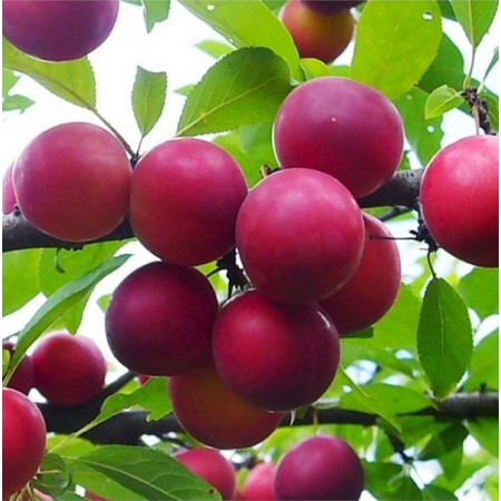 Алыча Путешественница