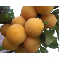 Алыча Царская