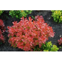 Барбарис Адмирейшн