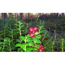 Черника Blingon