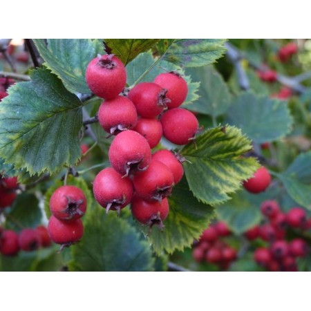 Боярышник Арнольд