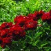 Пион Buckeye Belle