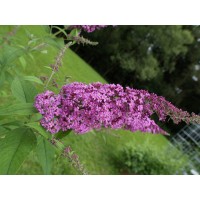 Буддлея Давида Рив де Папилон Пинк Буддлея Давида Рив де Папилон Пинк