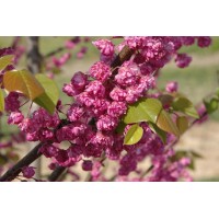 Церцис Канадский Пинк Пом Помс