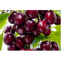 Черешня Радица