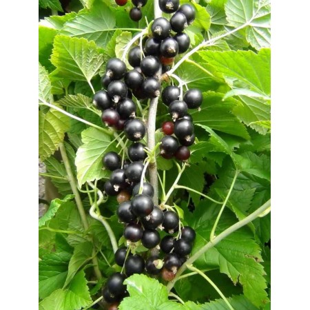 Черная смородина Муравушка