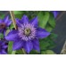 Клематис Мульти Блю (Multi Blue)