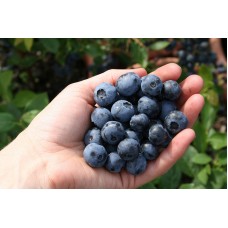 Голубика Дюк