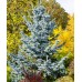 Ель голубая Глаука