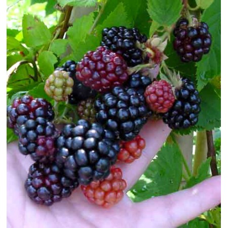 Ежевика Дойл