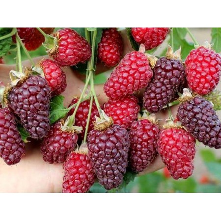 Ежевика Тайберри