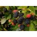 Ежевика Торнфри