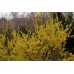 Форзиция промежуточная golden bells