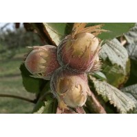 Фундук Академик Яблоков Фундук Академик Яблоков