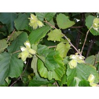 Фундук Тамбовский ранний Фундук Тамбовский ранний