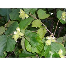 Фундук Тамбовский ранний