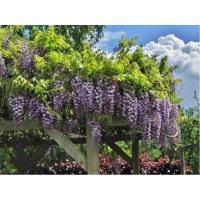 Глициния Виолацеа Плена