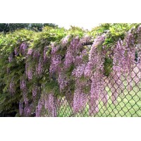 Глициния обильноцветущая Розеа