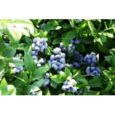 Голубика Патриот