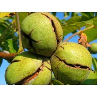 Грецкий орех Пинский Грецкий орех Пинский