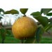 Груша домашняя Бергамот Московский
