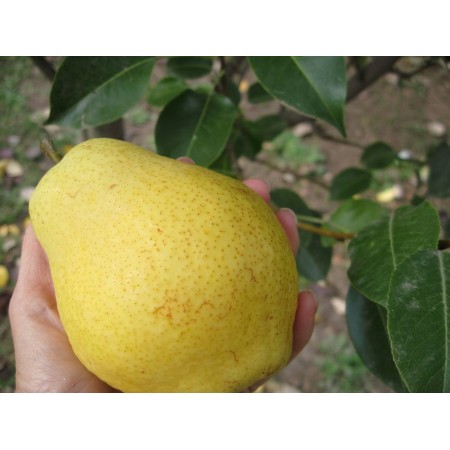 Груша Киффер