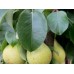 Колоновидная Груша Найт-Верт