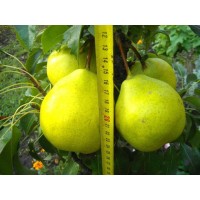 Колоновидная Груша Санреми