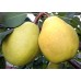 Груша Осенняя сладкая