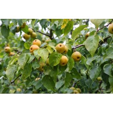 Груша Уссурийская