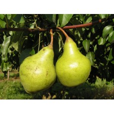 Груша Завея
