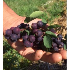 Ирга Красноярская