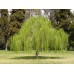 Ива белая Плакучая