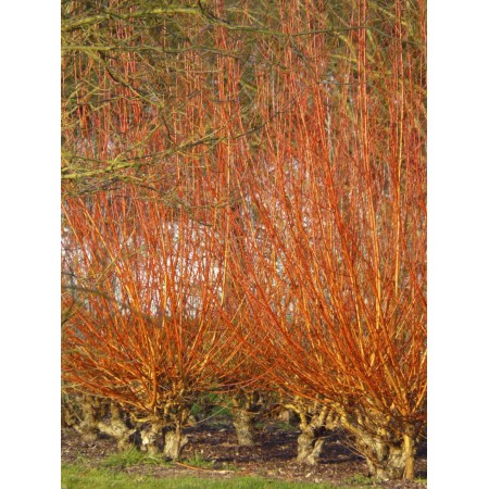 Ива белая Vittelina