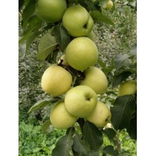 Колоновидная Яблоня Малюха