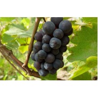 Виноград плодовый Левокумский