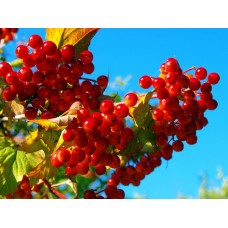 Калина Зарница