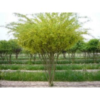 Карагана Древовидная