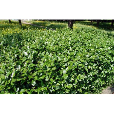 Кизильник блестящий