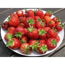 Клубника Королева Виктория