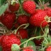 Клубника Симфония