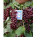 Красная смородина Виксне