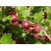 Крыжовник Русский красный