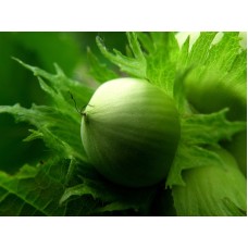 Лещина обыкновенная тамбовский ранний