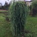 Лиственница Кемпфера Stiff Weeper
